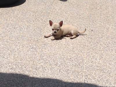 Chihuahua de pelo curto