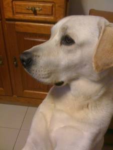Labrador amarelo de cinco anos procura namorada