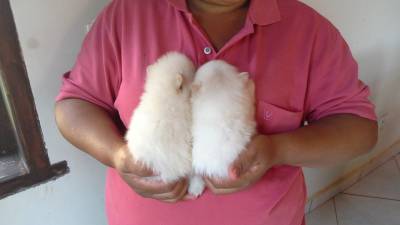 VITA POMS - SPITZ ALEMO CREME CLARSSIMO e BRANCO