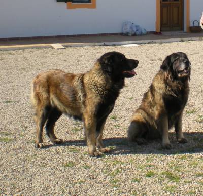 Procura-se  cadelas Pastoras da Serra a Estrela