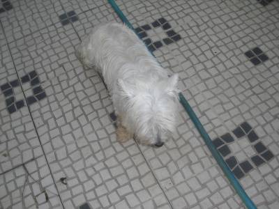 WEST HIGHLAND TERRIER MACHO PARA ACASALAMENTO