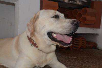 Procuro fmea para o meu Labrador