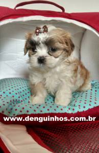 Filhotes de Shih Tzu no ABC