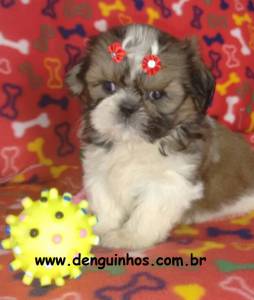 Filhotes de Shih Tzu SP Shitzu