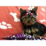 Filhotes de Yorkshire Terrier SP