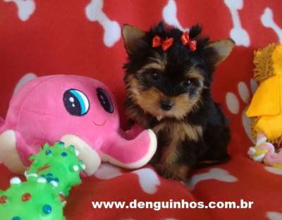 Filhotes Yorkshire Pequenos a venda SP