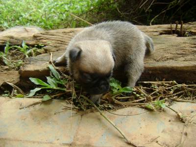 PUG MANSO AMIGO