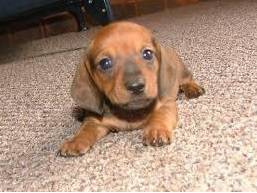 Dachshund venda Clearance