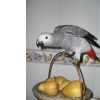 Papagaio Cinzento de Cauda Vermelha