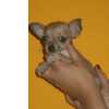 Chihuahua micro miniatura de pelo curto
