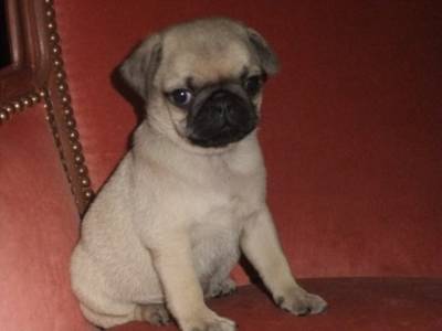 pug carlin