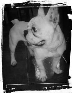 bulldog francs