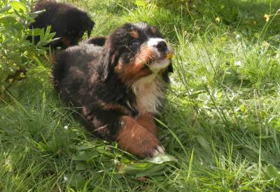 Ninhada de Bouvier Bernois com LOP e AFIXO