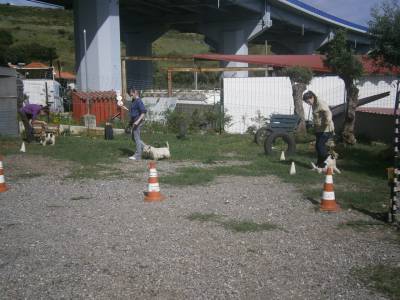 CURSO TREINADOR CANINO