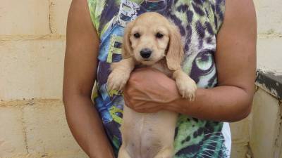 DE VITA KENNEL - Dachshund FMEA P Longo CREME