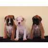 Boxer cachorros disponiveis