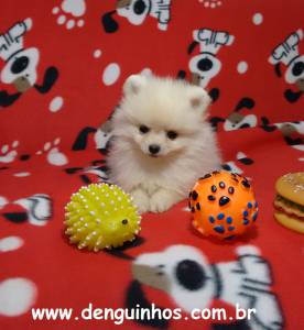 Filhotes de Spitz Alemo