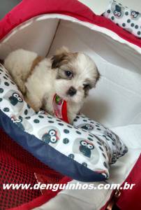 Filhote de Shih Tzu em So Caetano do Sul no ABCD