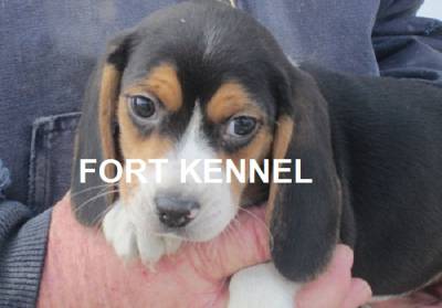 Beagle Beagle Mini FK                                              