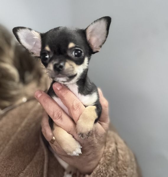 Chihuahua de pelo curto com Lop e afixo
