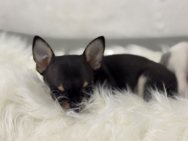Chihuahua de pelo curto com Lop e afixo