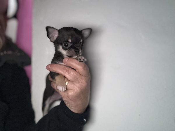 Chihuahua de pelo curto com Lop e afixo
