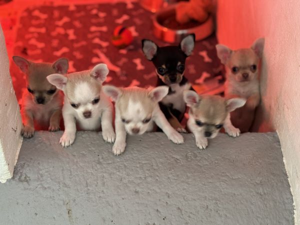 Chihuahua de pelo curto com Lop e afixo