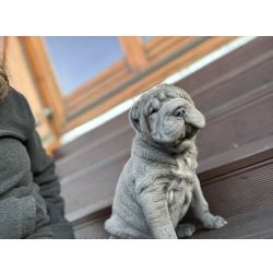 Shar Pei com Lop e afixo descendente de campe�es