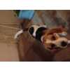 Cadela Beagle perdida em Alverca