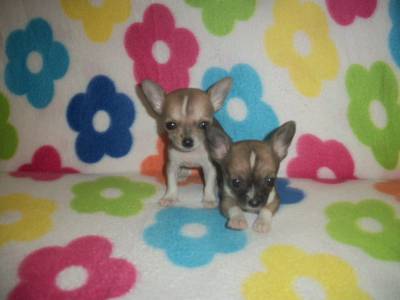 Chihuahuas micro miniatura de pelo curto