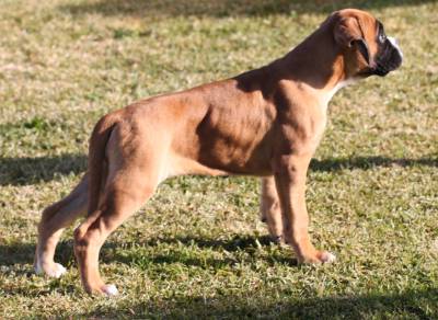 Boxer Ninhada disponivel