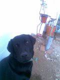 LABRADOR PERDIDO ALENTEJO