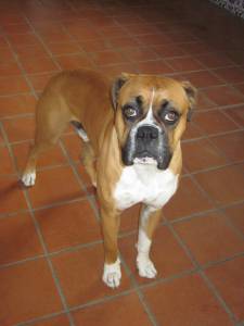 Procura-se co boxer