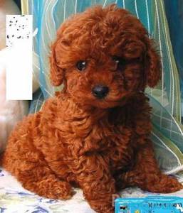 POODLE TOY  RED VERMELHO
