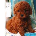 POODLE TOY  RED VERMELHO