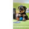 Filhote de Yorkshire Terrier a venda sp