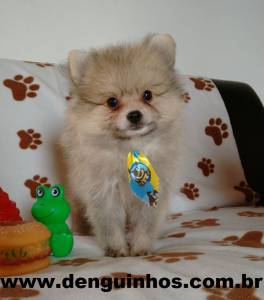 Filhotes de Lulu da Pomerania Spitz Alemao