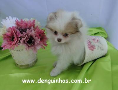 Filhotes de Spitz Alemao a venda