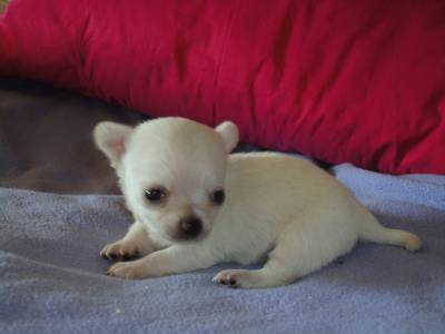 Chihuahua de Pelo Curto Miniatura