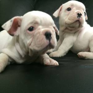 Bulldog Francs com pedigree