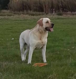 Labrador MARLEY procura NAMORADA