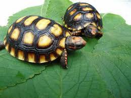 tartaruga filhote