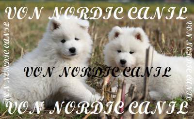SAMOIEDA FILHOTES VON NORDIC                