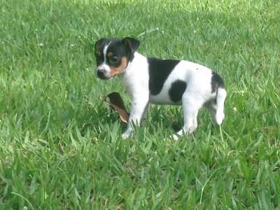 Filhotes Fox Paulistinha Terrier Brasileiro