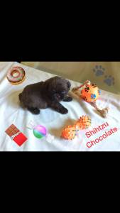 AFilhote Shihtzu Chocolate slido