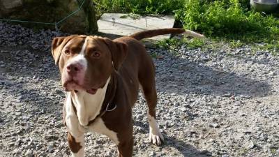 Pitbull red nose xl