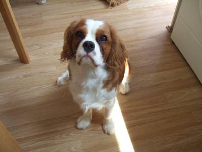 Compro Cavalier King Charles Spaniel