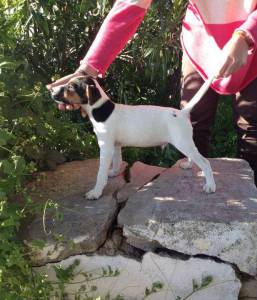 Parson Jack Russell Terrier - macho