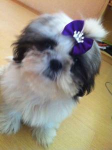 shihtzu femea tres meses itaquera