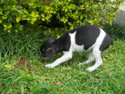 Fox Paulistinha - Terrier Brasileiro